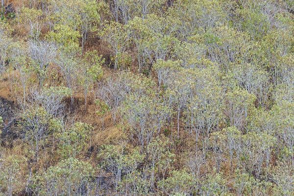 Jones, Adam 아티스트의 Hillside of palo Santo trees San Cristobal Island-Galapagos Islands-Ecuador작품입니다.